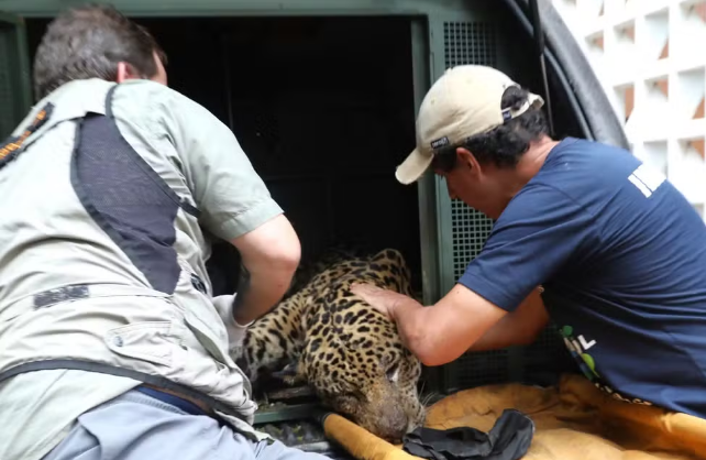 Onça-pintada capturada no Pantanal não deve voltar para a natureza após homem ser morto atacado Onça-pintada capturada no Pantanal não deve voltar para a natureza após homem ser morto atacado