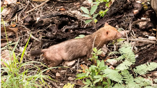 Jagua yvyguy: el raro canino que vive en pequeñas cuevas y se encuentra en peligro de extinción Jagua yvyguy: el raro canino que vive en pequeñas cuevas y se encuentra en peligro de extinción