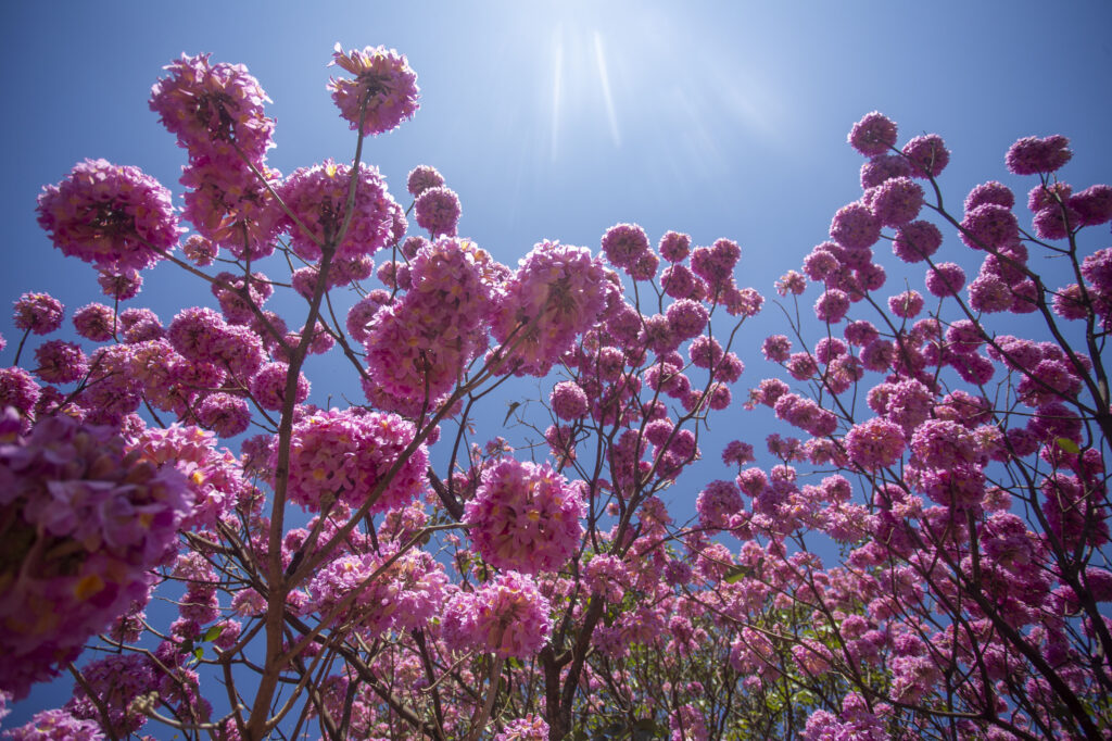 Ipê rosa abre temporada das cores e anuncia chegada do inverno Ipê rosa abre temporada das cores e anuncia chegada do inverno