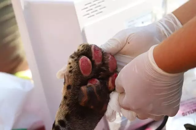 Onça-pintada resgatada dos incêndios, aparece com filhote 9 meses depois
