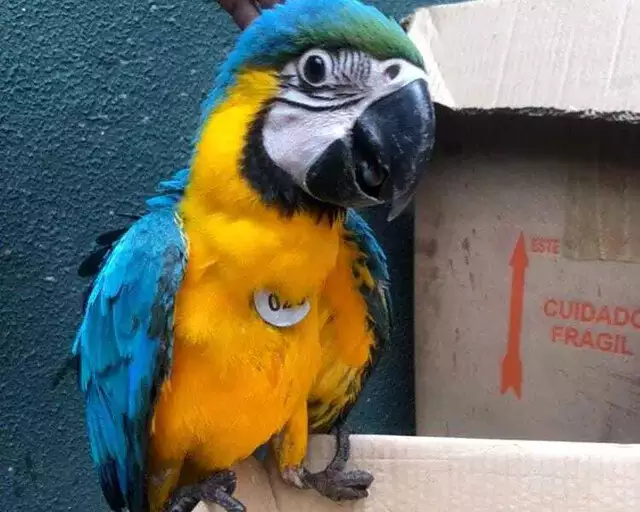 Filhote de tucano é resgatado após cair de ninho em shopping Filhote de tucano é resgatado após cair de ninho em shopping