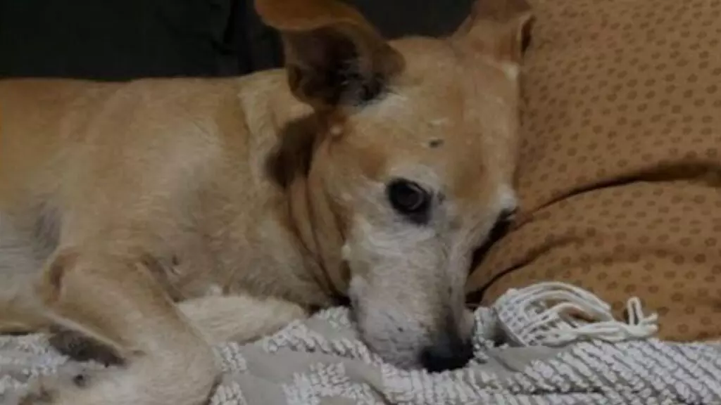 Tutora pede ajuda para encontrar cachorrinho caramelo que fugiu durante parada na MS-080