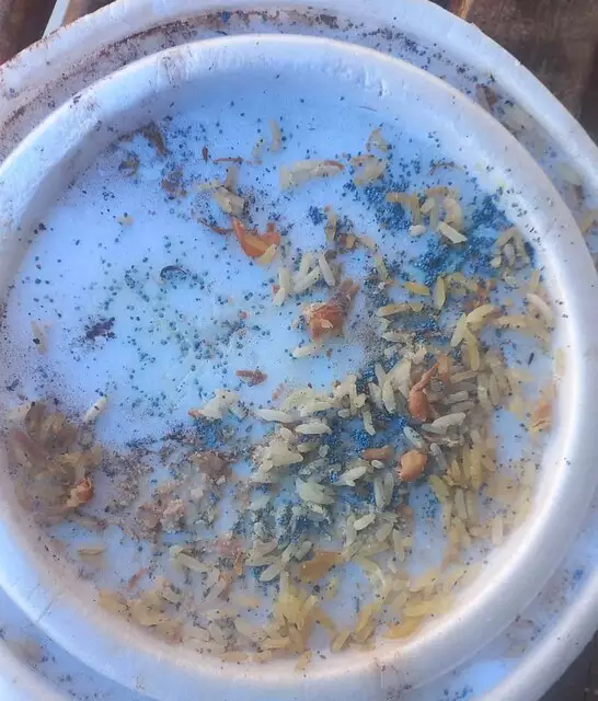 Cães morrem em quintal e moradora suspeita de envenenamento Cães morrem em quintal e moradora suspeita de envenenamento