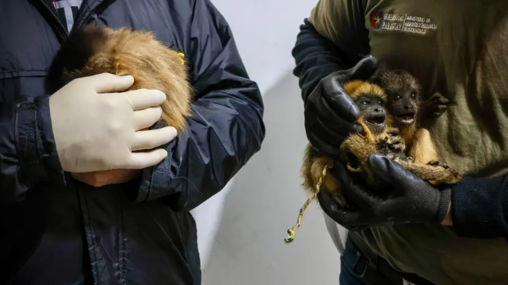 Tráfico ilegal de primates: “Lamentablemente es una práctica habitual en el país” Tráfico ilegal de primates: “Lamentablemente es una práctica habitual en el país”