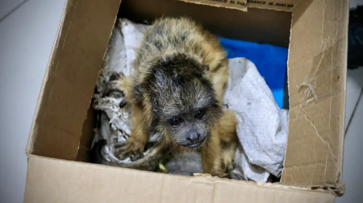 Tráfico ilegal de primates: “Lamentablemente es una práctica habitual en el país” Tráfico ilegal de primates: “Lamentablemente es una práctica habitual en el país”