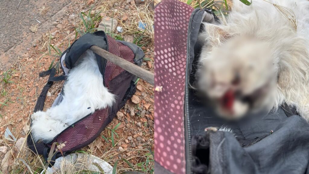 Em menos de 24 horas, mais um gato foi encontrado com sinais de espancamento em Campo Grande