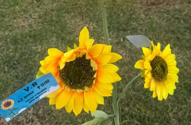 Maracaju planta girassóis em homenagem às 17 vítimas de feminicídio em MS