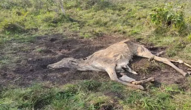 Fazendeiro de MS é investigado por maus-tratos a animais Fazendeiro de MS é investigado por maus-tratos a animais