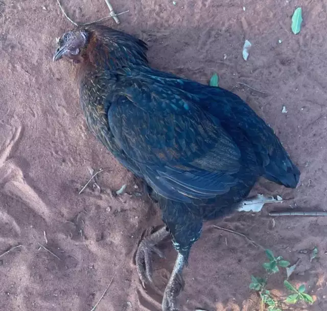 Ataque de abelhas no quintal de casa mata cachorro e galinha Ataque de abelhas no quintal de casa mata cachorro e galinha