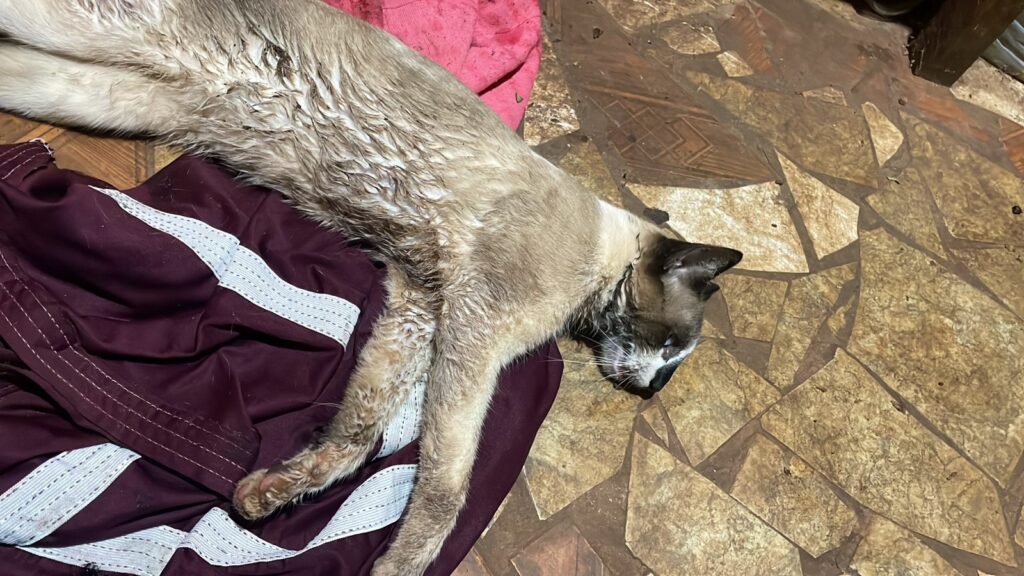 Ponta Porã: Após envenenamento de gatos no bairro Andreazza, B.O foi feito na Polícia