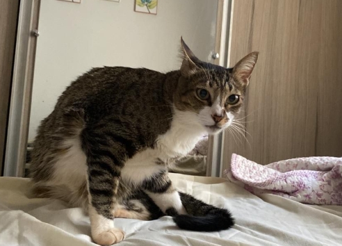 Procura-se gata desaparecida em Naviraí