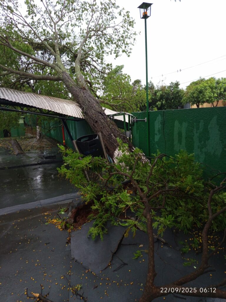 Temporal destelha casas, derruba árvores e deixa Amambai sem energia