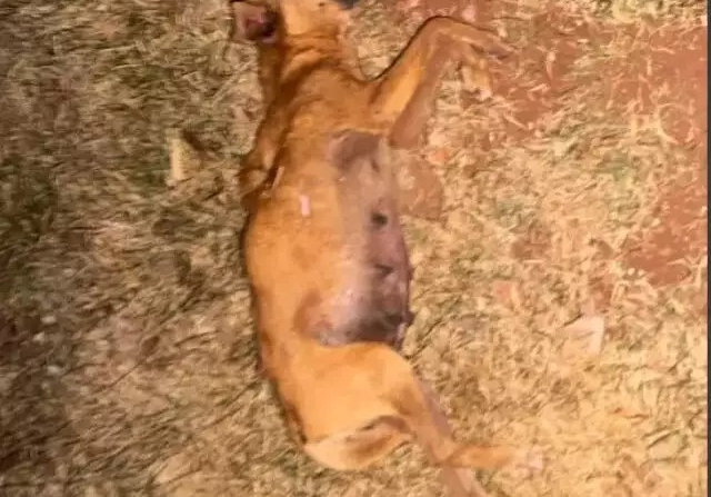 Filhotes desnutridos são encontrados ao lado de cadela morta em casa abandonada Filhotes desnutridos são encontrados ao lado de cadela morta em casa abandonada