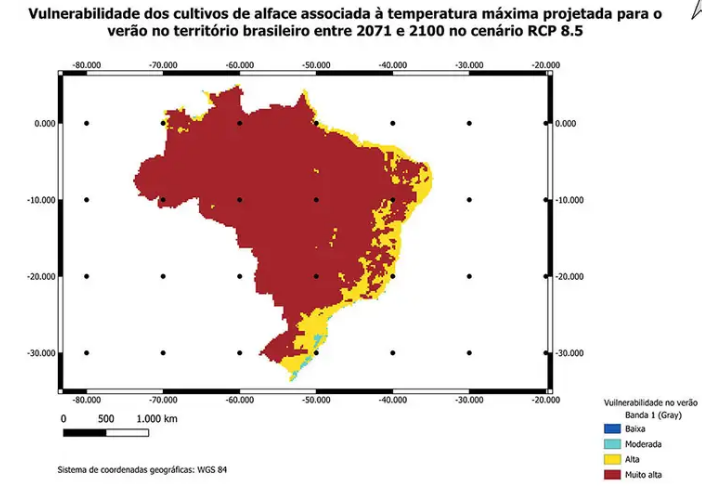Crise climática ameaça cultivo de alface em campo aberto, diz Embrapa
