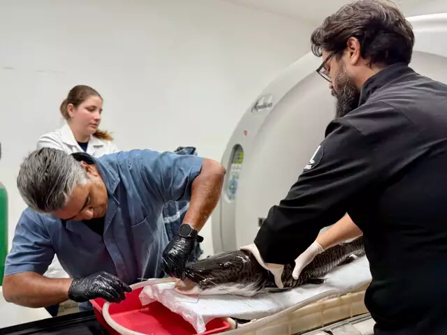 Peixe do Bioparque Pantanal é submetido a tomografia e ultrassom na UFMS