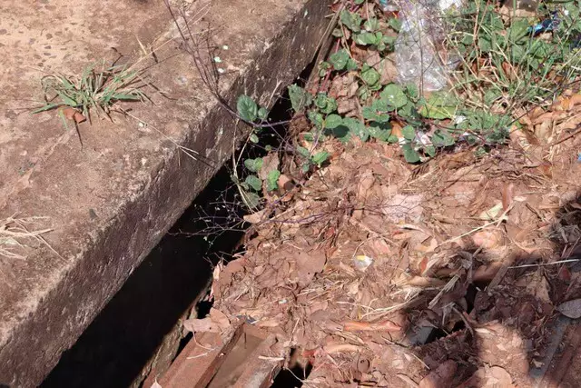 Prefeitura nega colônia de escorpiões e diz que animais são "coleção" de morador Prefeitura nega colônia de escorpiões e diz que animais são "coleção" de morador