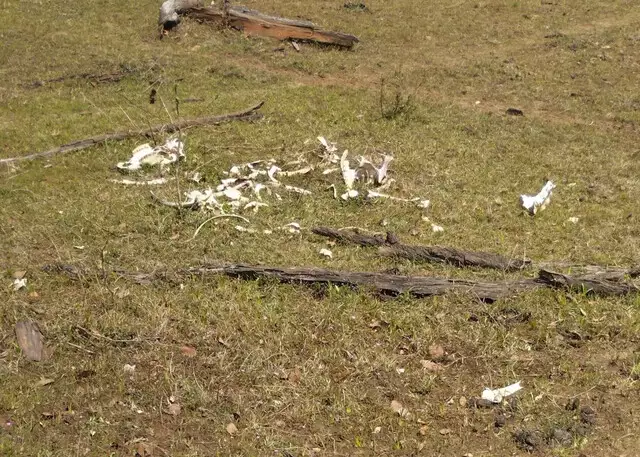 Mesmo com feno estocado, fazendeiro deixa gado morrer de fome Mesmo com feno estocado, fazendeiro deixa gado morrer de fome