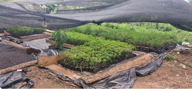 Itakyry: desmantelan laboratorio clandestino e incautan cuatro toneladas de marihuana Itakyry: desmantelan laboratorio clandestino e incautan cuatro toneladas de marihuana