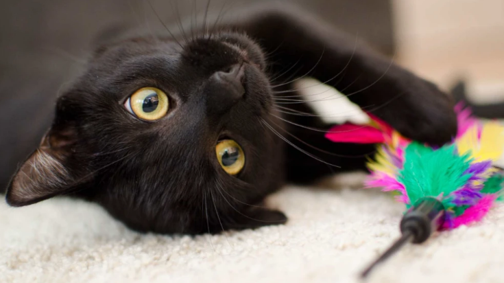 Los Gatos Negros no dan mala suerte: transmiten calma y reducen el estrés Los Gatos Negros no dan mala suerte: transmiten calma y reducen el estrés