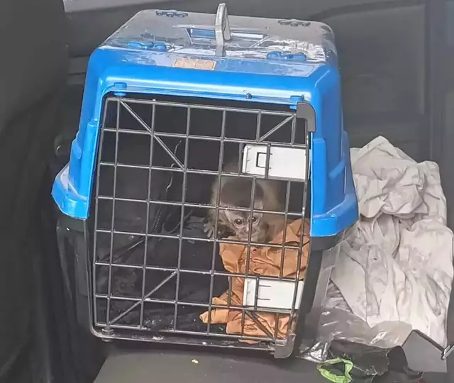 PMA apreende cobra, aranha, lagarto e macaco que seriam traficados para MG e RJ PMA apreende cobra, aranha, lagarto e macaco que seriam traficados para MG e RJ