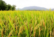 Template Colunistas – Yhuldes Giovani