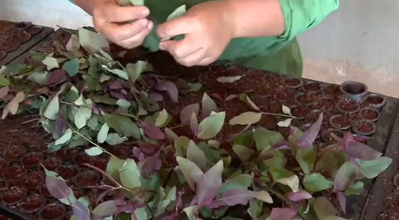 Celulose assume liderança nas exportações do MS após superar soja e carne bovina Celulose assume liderança nas exportações do MS após superar soja e carne bovina