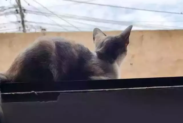 Não é frescura: pet sozinho por muito tempo pode ter depressão