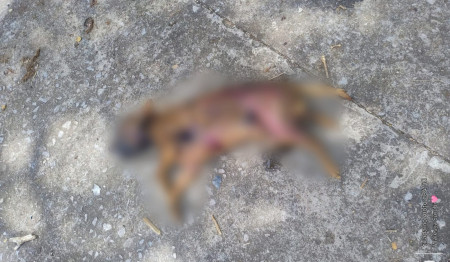 'Um ato cruel e desumano', diz tutora que teve cachorro carbonizado