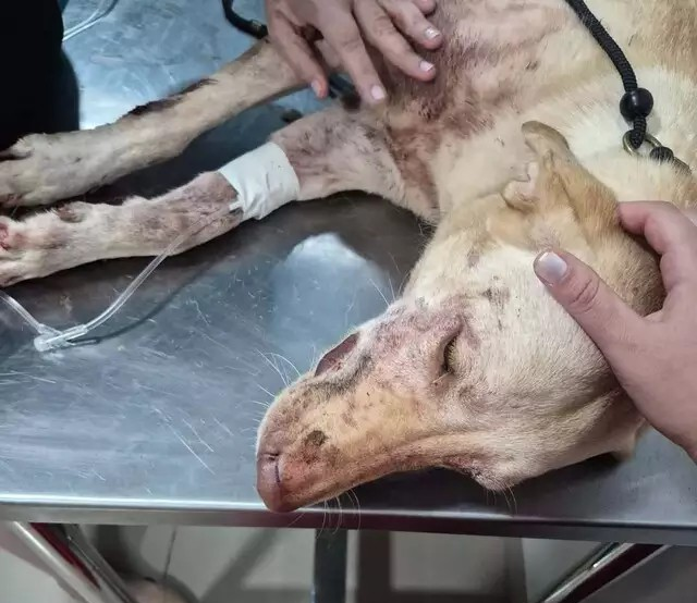 Fogos ferem cachorra e tutora pede consciência