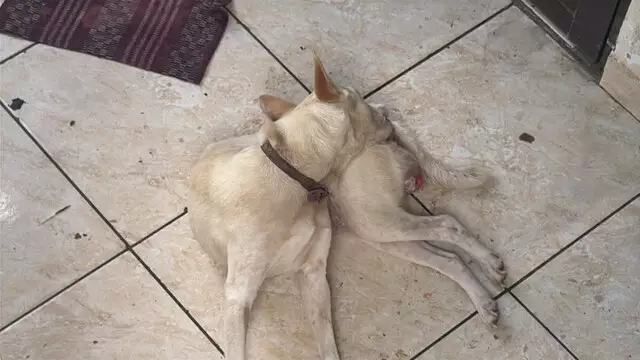 Cadela em situação de maus-tratos é resgatada após denúncia de vizinho Cadela em situação de maus-tratos é resgatada após denúncia de vizinho