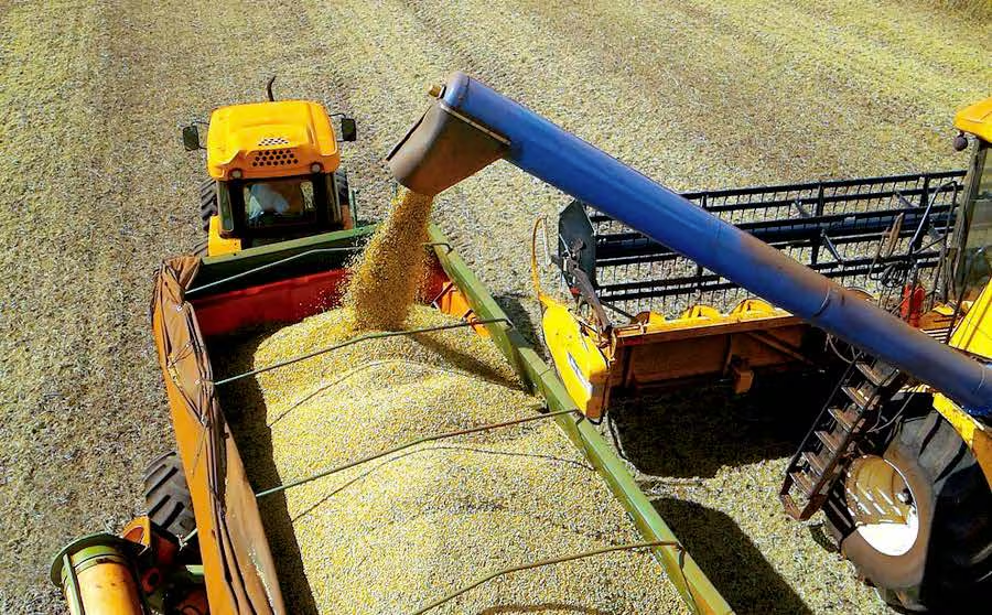 Industria aceitera procesa 600.000 toneladas de granos al año y 98 % corresponde a soja Industria aceitera procesa 600.000 toneladas de granos al año y 98 % corresponde a soja