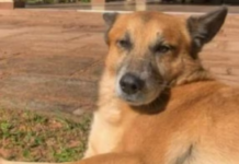 Template Colunistas – Yhuldes Giovani