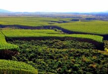 Template Colunistas – Yhuldes Giovani