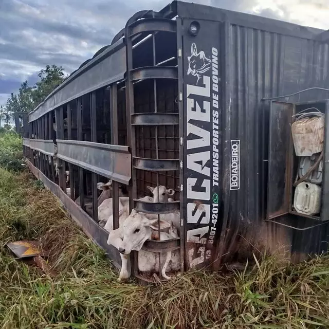 Caminhão tomba com bois e motorista morre esmagado por cabine na BR-158