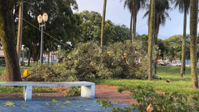 Temporal de 40 minutos derruba árvore sobre veículo no interior