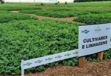 Template Colunistas – Yhuldes Giovani