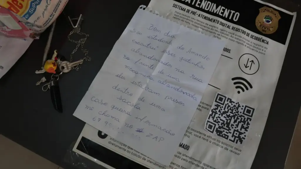 Gatinhos abandonados na porta de delegacia estão disponíveis para ‘adoção especial’ no CCZ Gatinhos abandonados na porta de delegacia estão disponíveis para ‘adoção especial’ no CCZ