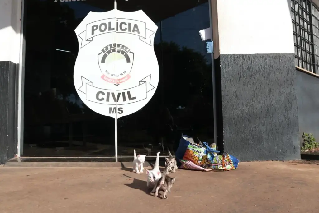 Gatinhos abandonados na porta de delegacia estão disponíveis para ‘adoção especial’ no CCZ Gatinhos abandonados na porta de delegacia estão disponíveis para ‘adoção especial’ no CCZ