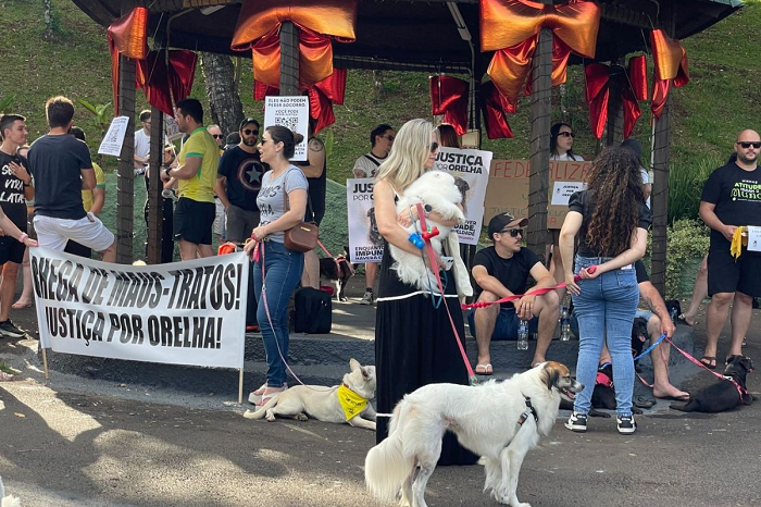 Polícia pede internação de adolescente que agrediu e matou cão Orelha em SC Polícia pede internação de adolescente que agrediu e matou cão Orelha em SC