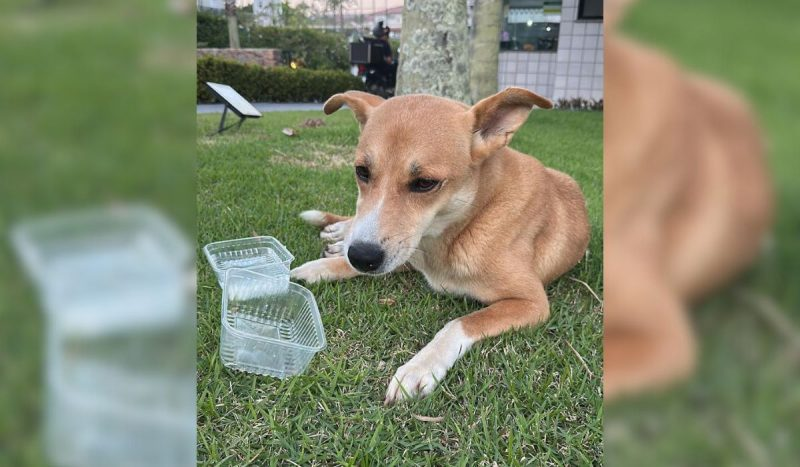 Corpo do cão Orelha é exumado e perícia deve revelar detalhes sobre morte em Florianópolis