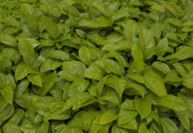 Template Colunistas – Yhuldes Giovani