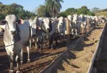 Template Colunistas – Yhuldes Giovani