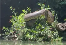 Template Colunistas – Yhuldes Giovani