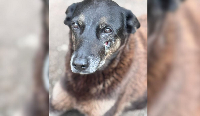 Polícia pede internação de adolescente que agrediu e matou cão Orelha em SC Polícia pede internação de adolescente que agrediu e matou cão Orelha em SC