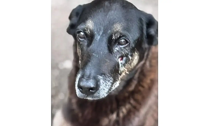 Centenas de pessoas em São Paulo pedem justiça pelo cão Orelha Centenas de pessoas em São Paulo pedem justiça pelo cão Orelha