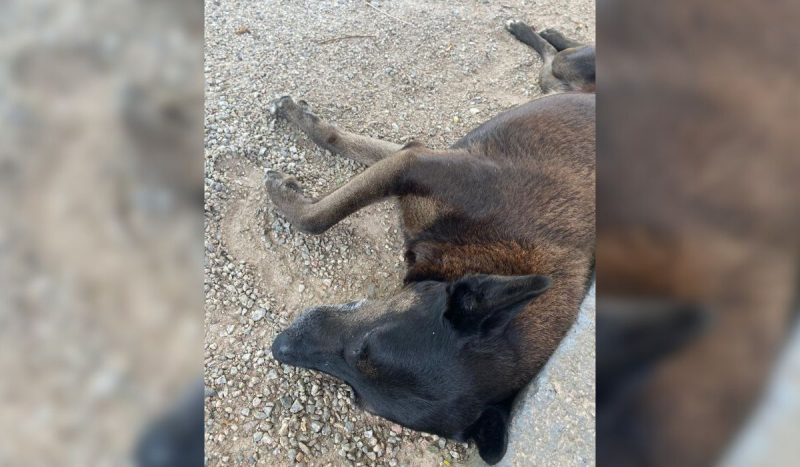 Lei cão Orelha: nova mudança no ECA pode punir adolescentes que violentarem animais