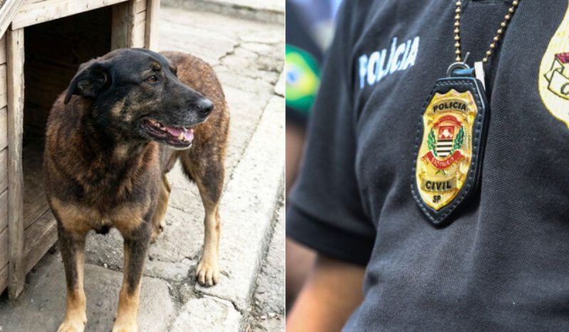 Lei cão Orelha: nova mudança no ECA pode punir adolescentes que violentarem animais