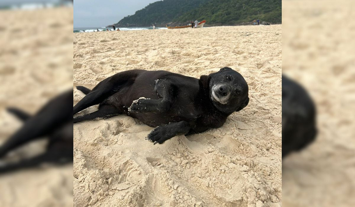 Corpo do cão Orelha é exumado e perícia deve revelar detalhes sobre morte em Florianópolis