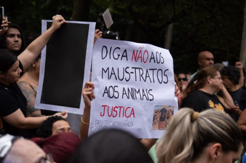 Lei cão Orelha: nova mudança no ECA pode punir adolescentes que violentarem animais