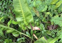 Template Colunistas – Yhuldes Giovani